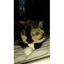 Missing cat