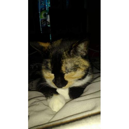 Missing cat