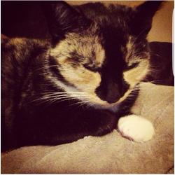 Missing cat