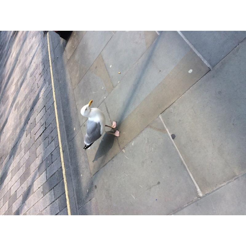 19 Year Old Aussie Male Needs a Travel Partnet