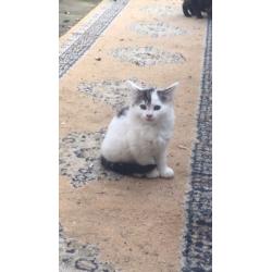 Cute sibirian kittens