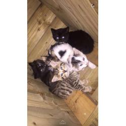 Cute sibirian kittens
