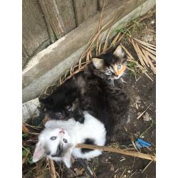 Cute sibirian kittens