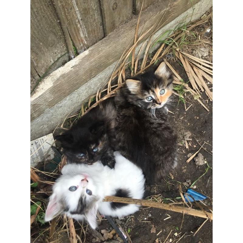 Cute sibirian kittens