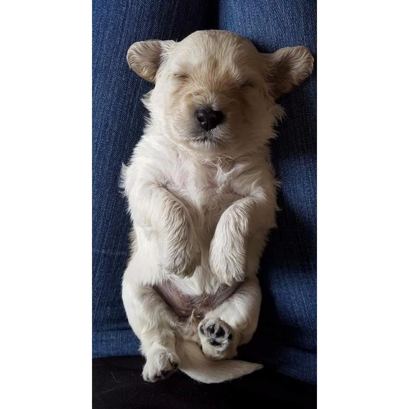 Labradoodle pups