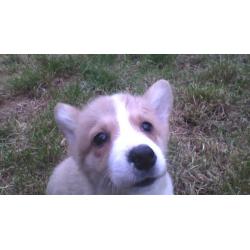pembroke corgi pup