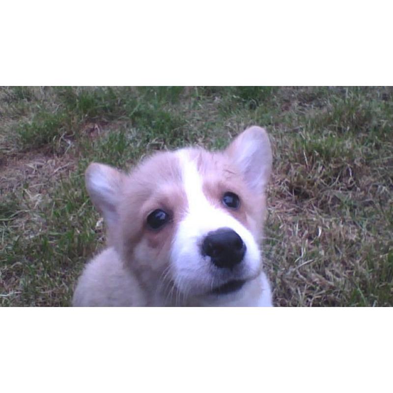 pembroke corgi pup