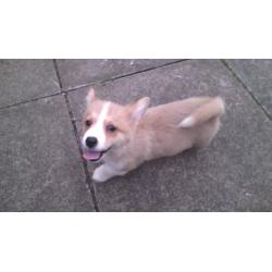pembroke corgi pup