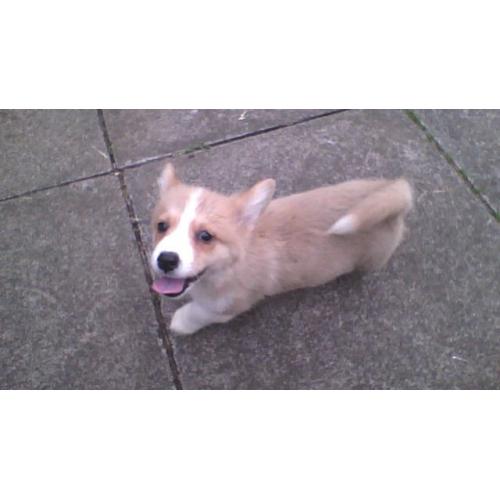 pembroke corgi pup