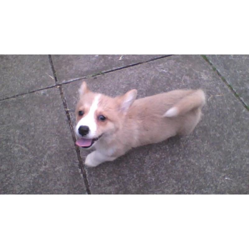 pembroke corgi pup