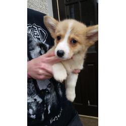 pembroke corgi pup