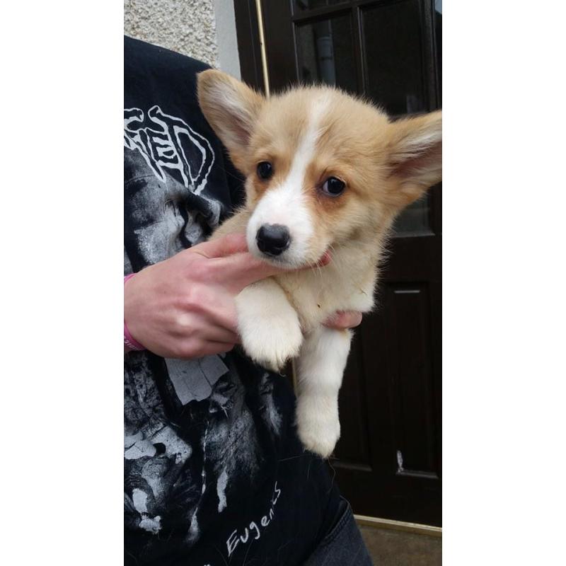 pembroke corgi pup