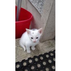 Kittens *free* 2 good home