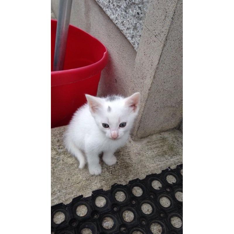 Kittens *free* 2 good home