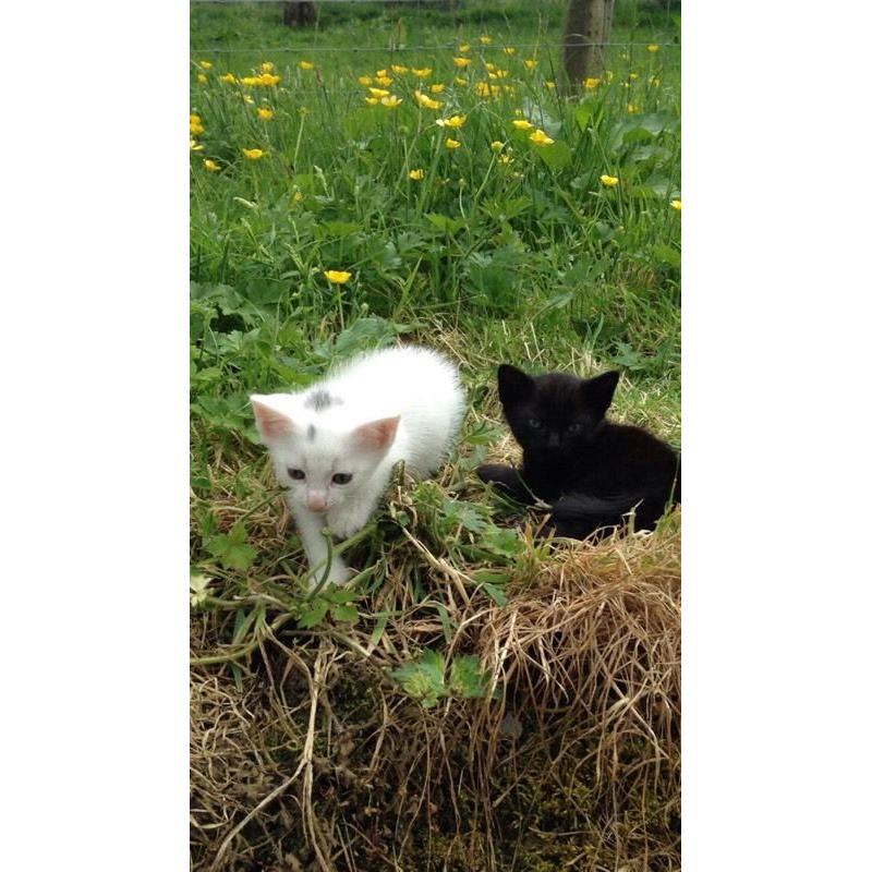 Kittens *free* 2 good home