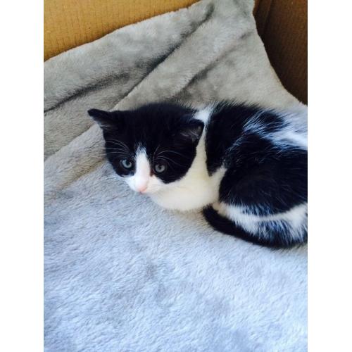 Black and white male kittens
