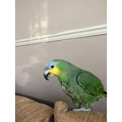 Orange winged amazon