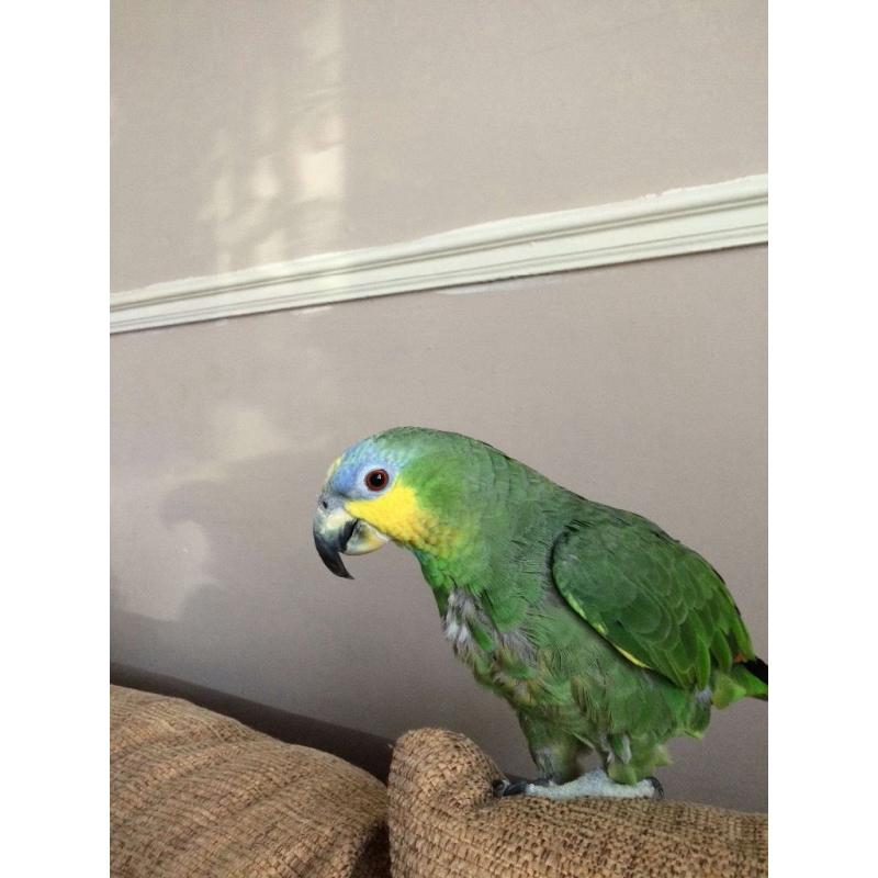 Orange winged amazon