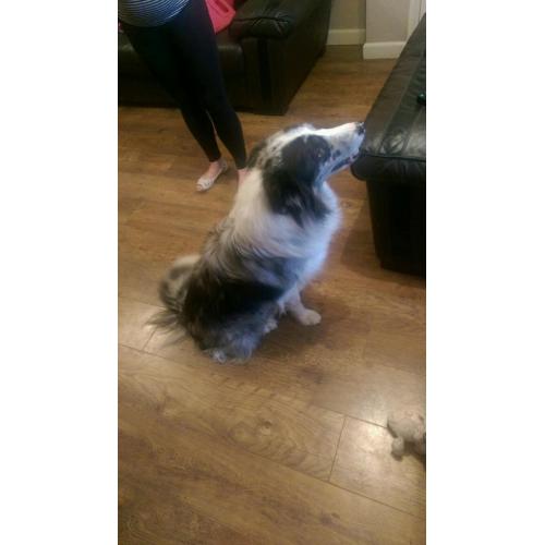 Blue merle