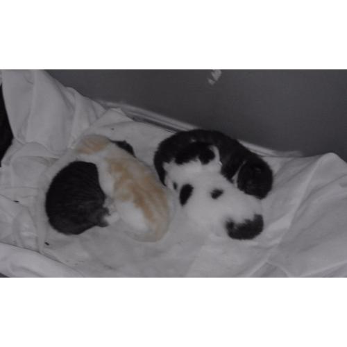4 cute kittens for sale