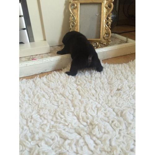 One Pug bitch left full pedigree 20+ in blood line ready mid July 900