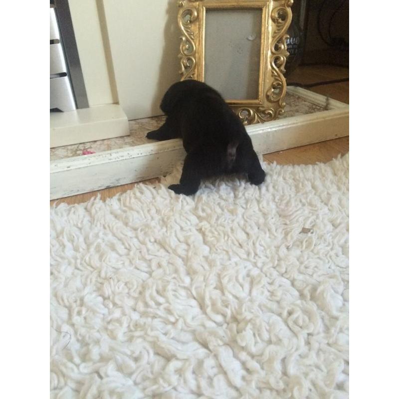 One Pug bitch left full pedigree 20+ in blood line ready mid July 900