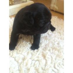 One Pug bitch left full pedigree 20+ in blood line ready mid July 900