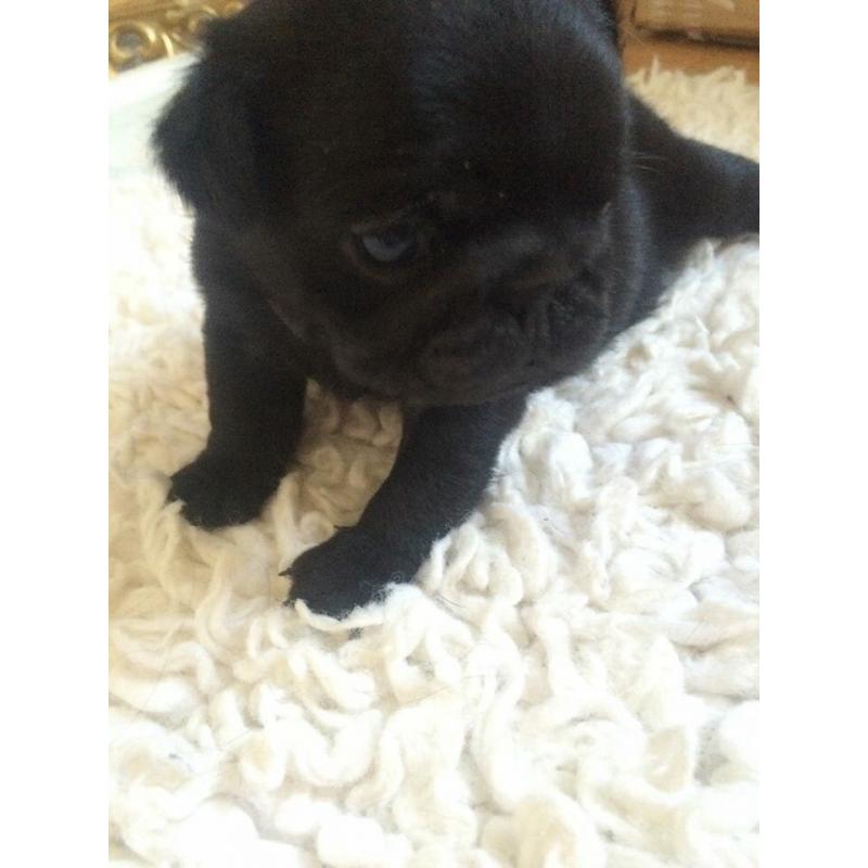 One Pug bitch left full pedigree 20+ in blood line ready mid July 900