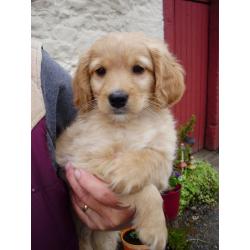 MINIATURE LABRADOODLE PUPPIES