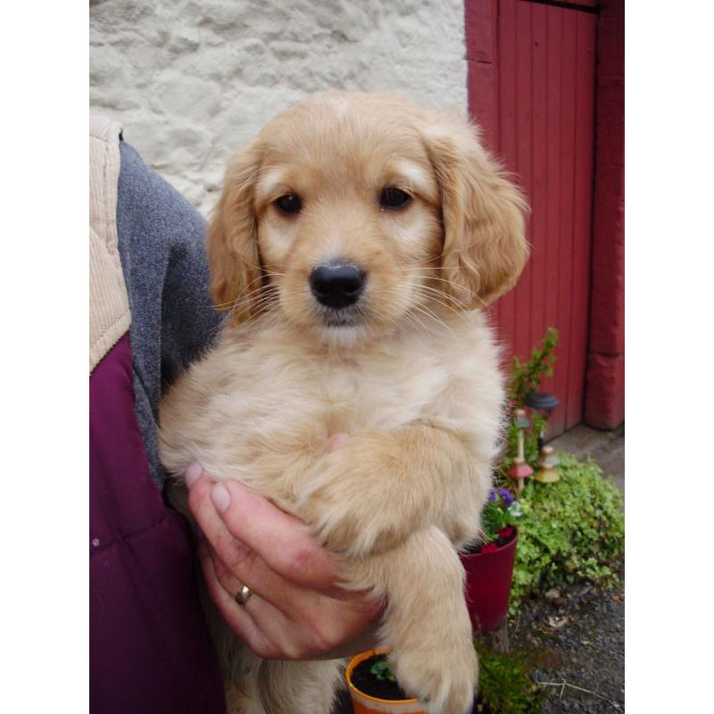 MINIATURE LABRADOODLE PUPPIES