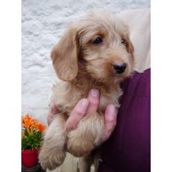 MINIATURE LABRADOODLE PUPPIES