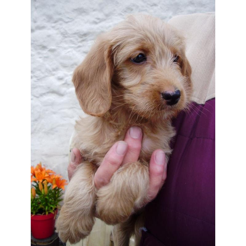 MINIATURE LABRADOODLE PUPPIES