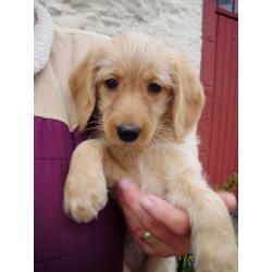 MINIATURE LABRADOODLE PUPPIES