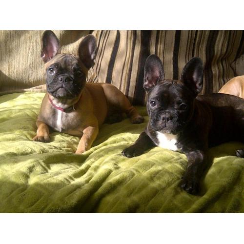 hi o have a lovely bundle and she got a white dot good whit kids and offer dogs 6 mouth old