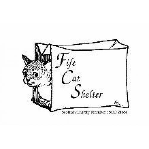 Beautiful Rescue Cats Looking For Their Forever homes!