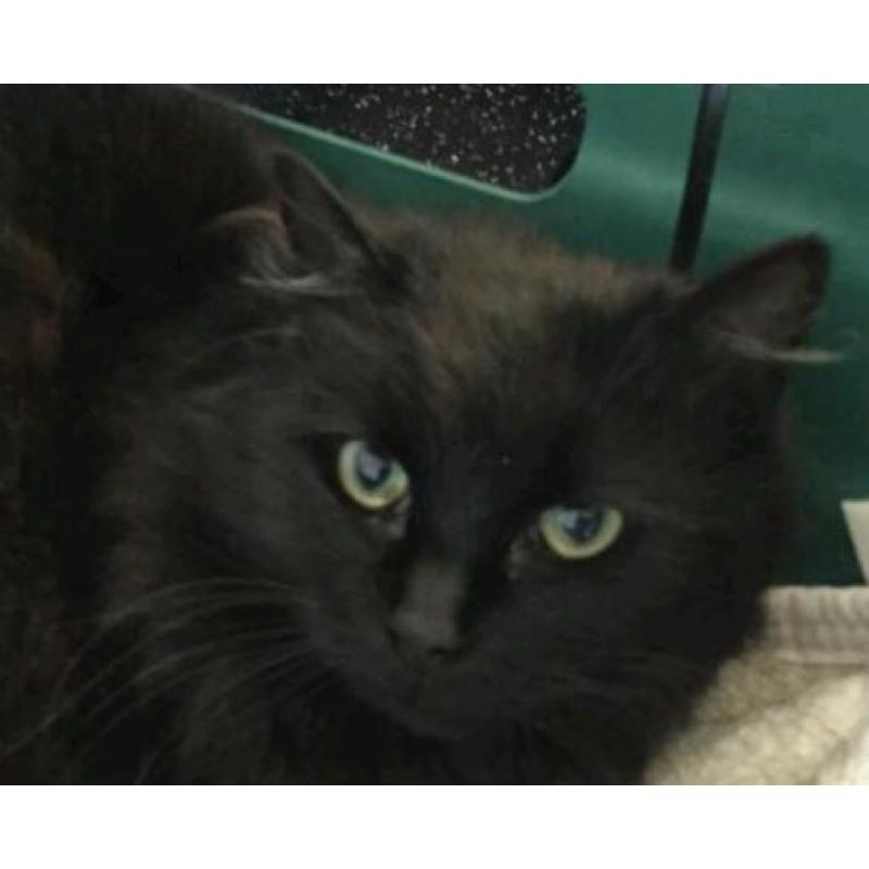 Beautiful Rescue Cats Looking For Their Forever homes!