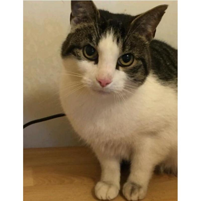 Beautiful Rescue Cats Looking For Their Forever homes!