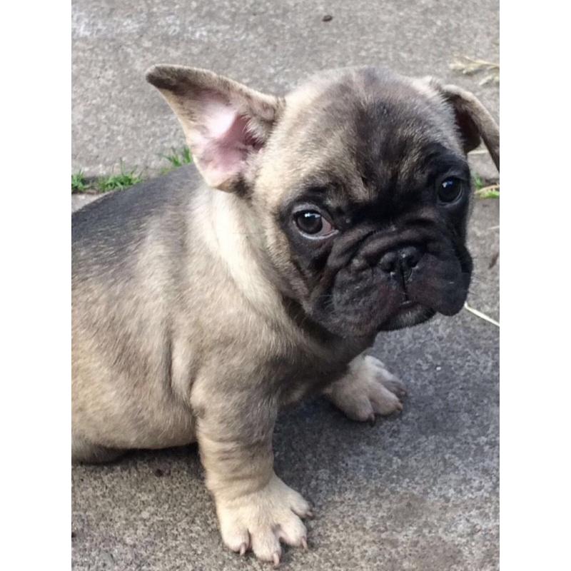Stunning French bulldog puppies, all 3 are n/ay n/at and Dd carrier all certified