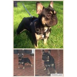 Stunning French bulldog puppies, all 3 are n/ay n/at and Dd carrier all certified