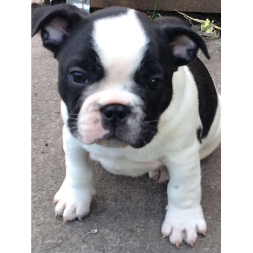 Stunning French bulldog puppies, all 3 are n/ay n/at and Dd carrier all certified