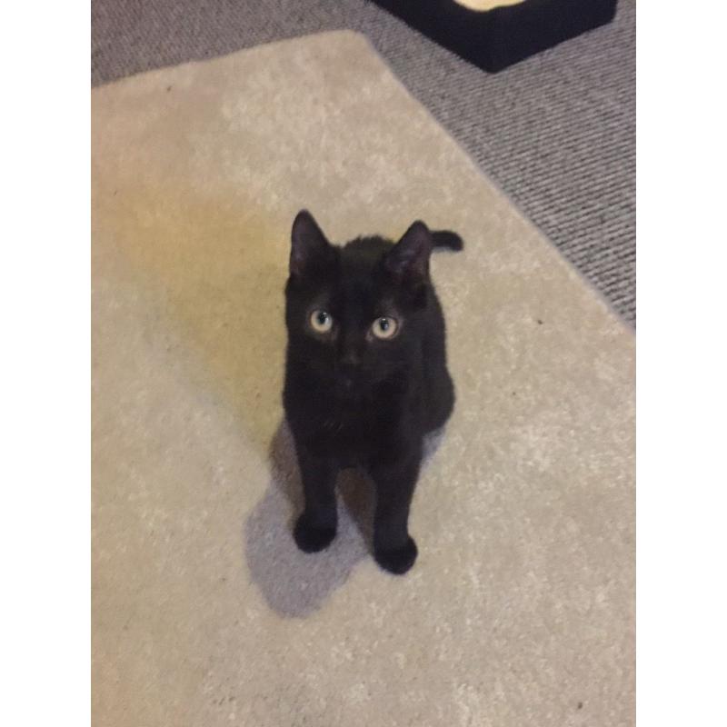 6month old Bombay kitten for sale