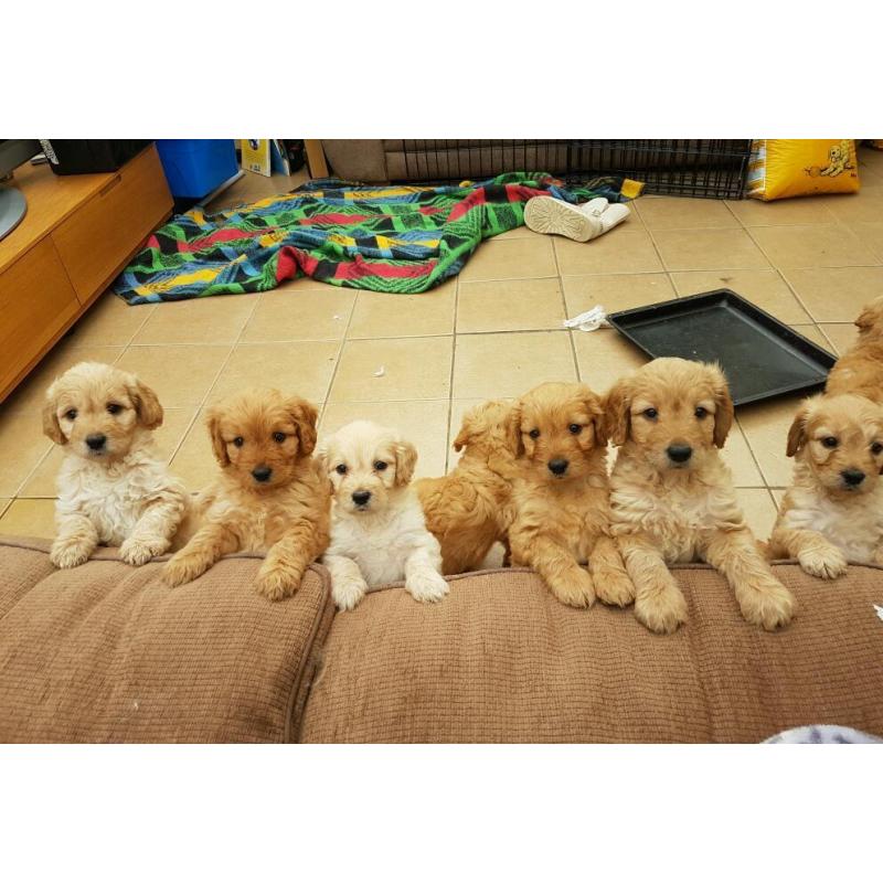 READY TO LEAVE beautiful golden doodle puppies
