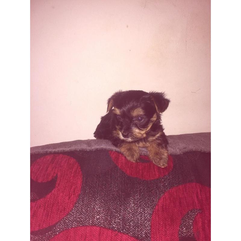 Minature yorkie pups for sale