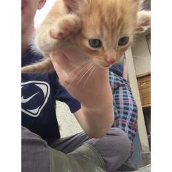 8 Kittens
