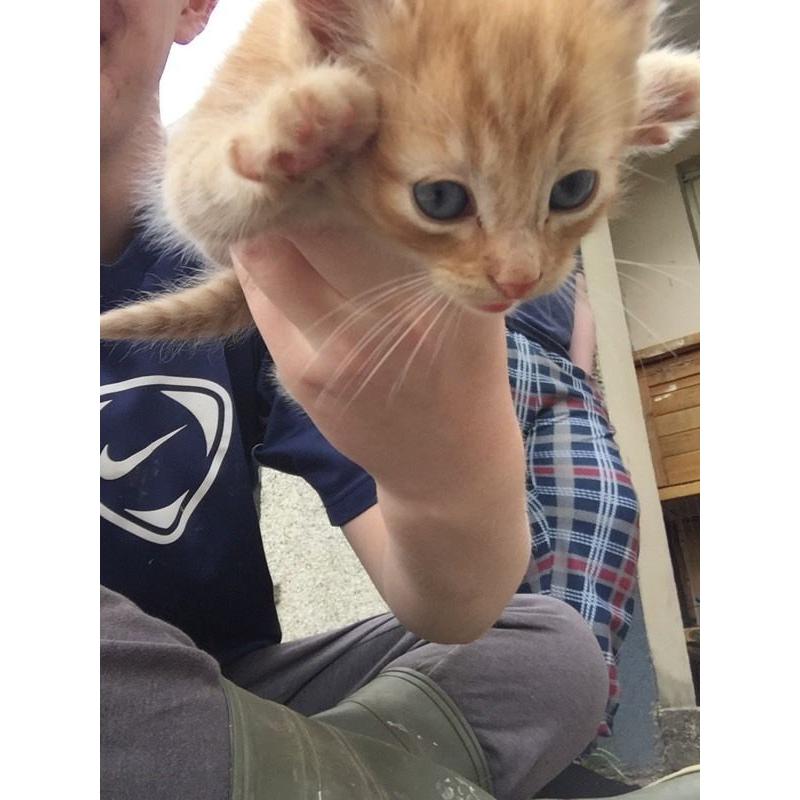 8 Kittens