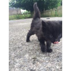 8 Kittens