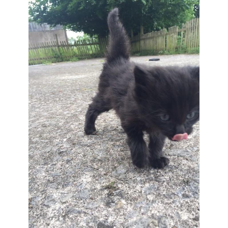 8 Kittens