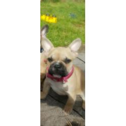 French bulldog