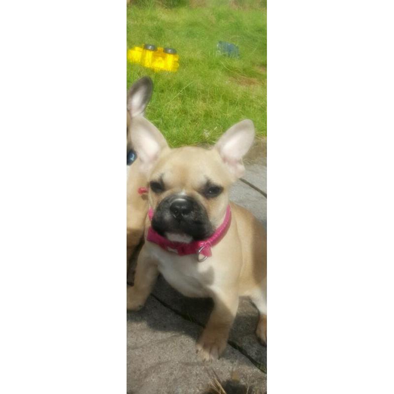 French bulldog