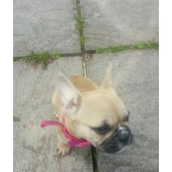 French bulldog